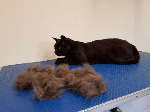 The Cat’s Whiskers - Mobile Cat Groomer photo